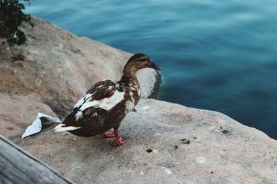 Bird perching on rock by lake