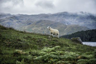 Sheep standing on mountain
