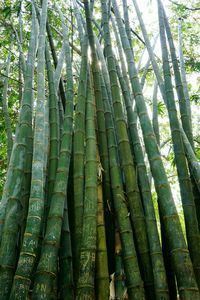 View of tree trunk