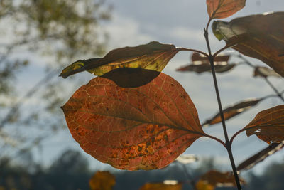 Close-up of dry maple leaves against blurred background