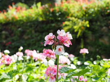 Close-up of pink flowers blooming outdoors