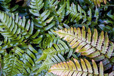 Full frame shot of fern leaves