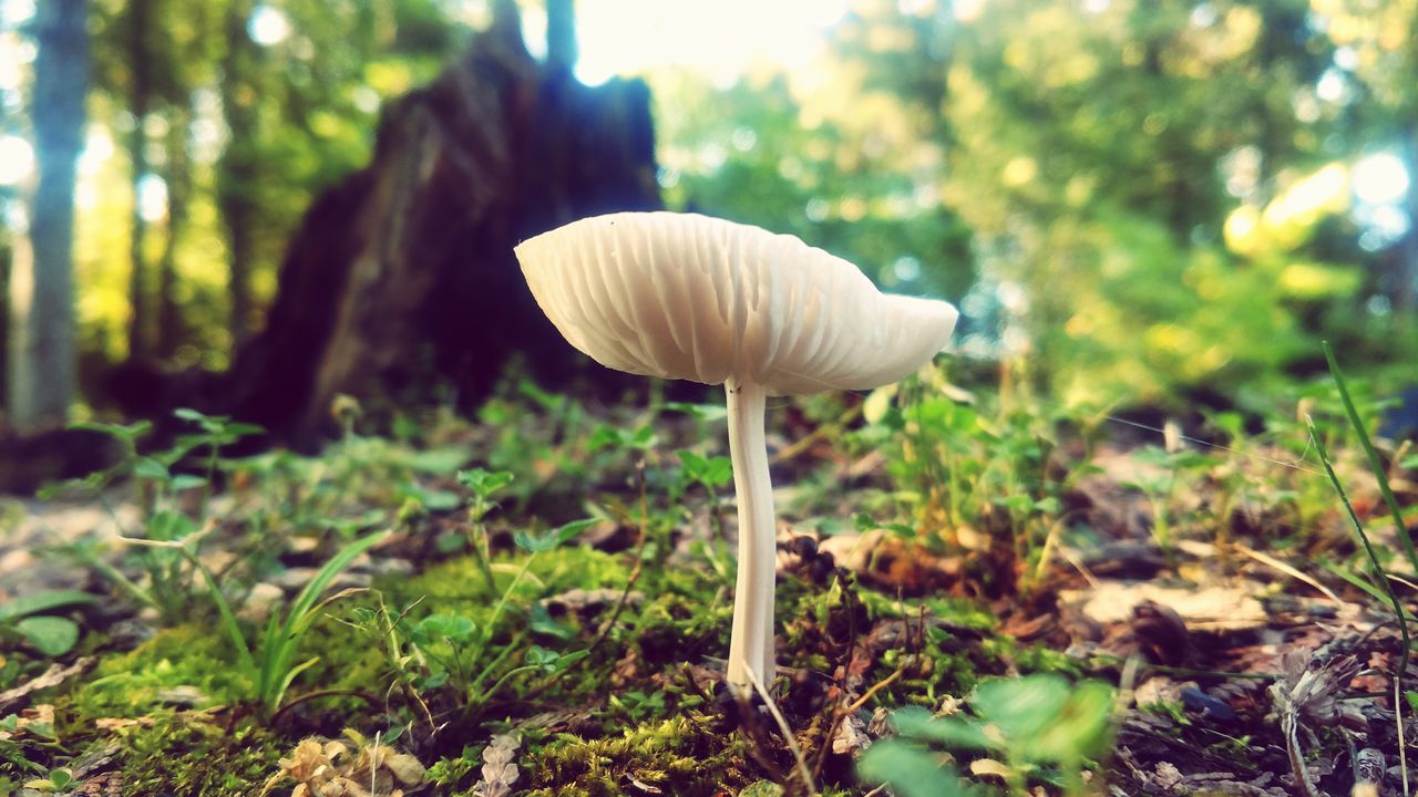 CLOSE-UP OF MUSHROOM IN FOREST