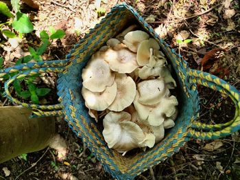 Harvest wild mushrooms.