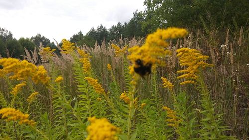 Yellow flowering plants on field against sky