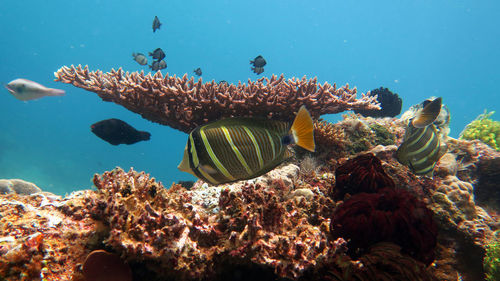 Fish swimming in sea