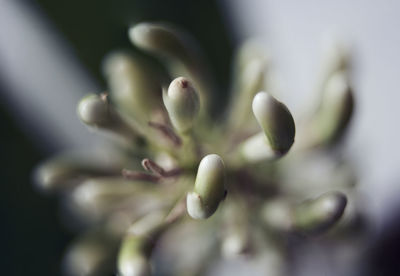 Close-up of flowering plant