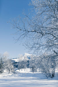 Bare trees on snow covered land against sky