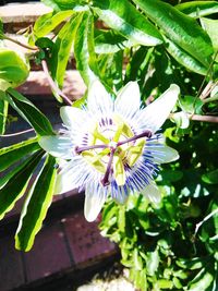 Close-up of purple flowers blooming outdoors