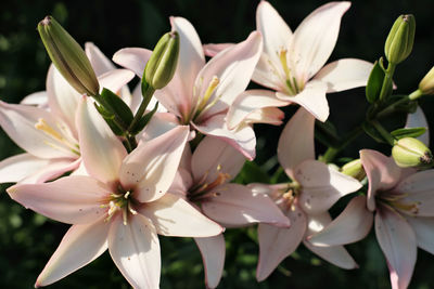 Close up view of delicate pink lilies blooming in a garden. floral wallpaper or calendar page