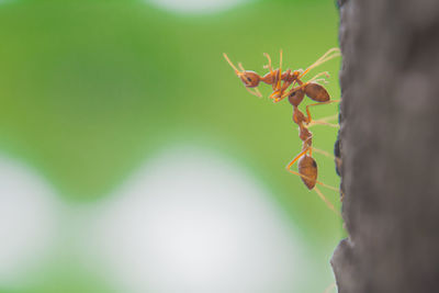 Close-up of ant on leaves