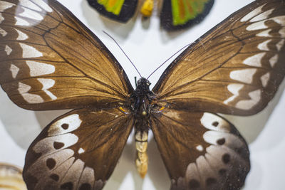 Close-up of butterfly