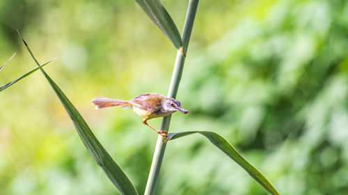 Close-up of bird perching on plant