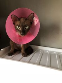 Close-up portrait of cat on pink indoors