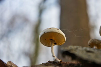 Close-up of mushroom growing outdoors