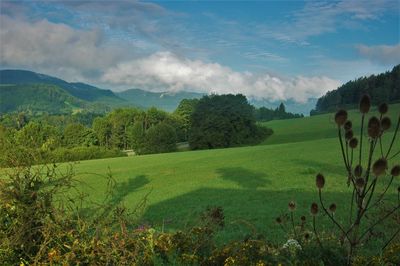 Scenic view of field against sky