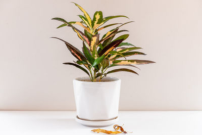 Close-up of potted plant on table against white background