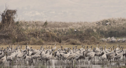 Gray herons perching in lake against sky