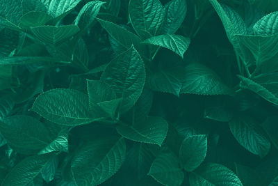 Full frame shot of fresh green leaves