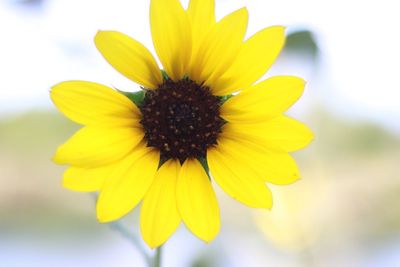 Close-up of yellow flower