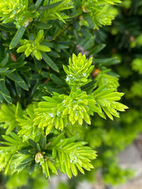 Close-up of wet plant