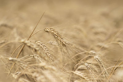 Close-up of stalks in field