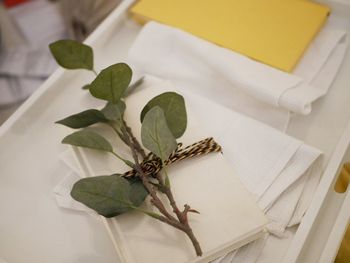 High angle view of leaves on table