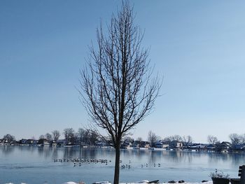 Bare trees by lake against clear sky during winter