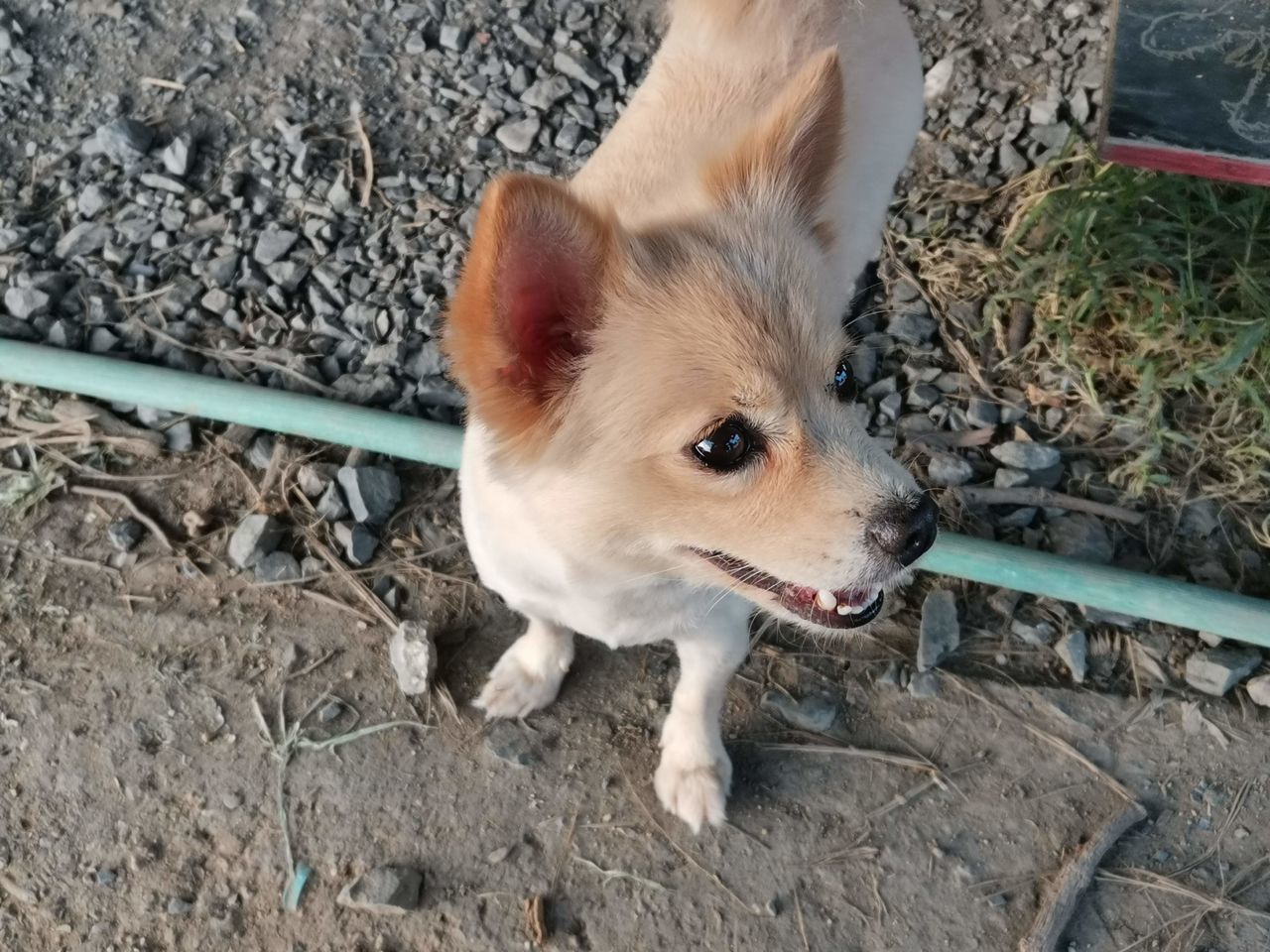 HIGH ANGLE VIEW OF DOG