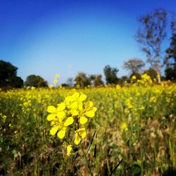 Yellow flowers growing in field