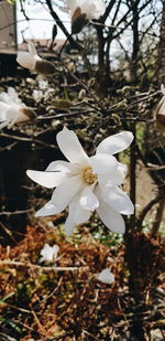 Close-up of white flowering plant