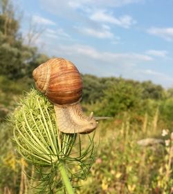 Close-up of snail on land