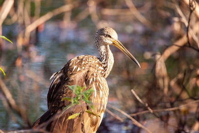 Limpkin wading bird aramus guarauna in the corkscrew swamp sanctuary of naples, florida