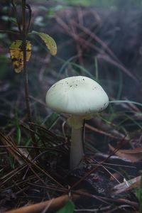 Close-up of mushroom growing on field