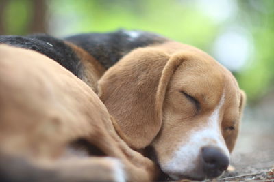 Close-up of a dog sleeping