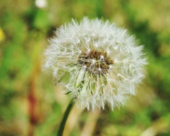 Close-up of dandelion