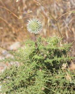 Close-up of cactus plant growing on field