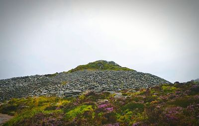 Low angle view of trees against clear sky