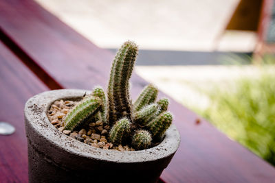 Close-up of succulent plant