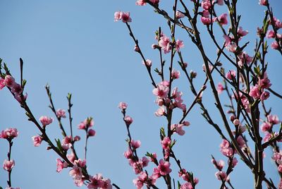 Close-up of cherry blossom against clear sky