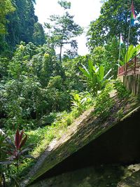 Close-up of plants against trees in the forest