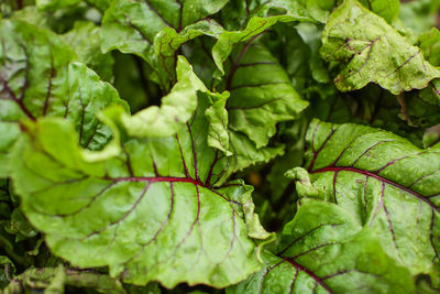 Full frame shot of green leaves