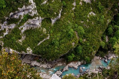 Scenic view of river in forest