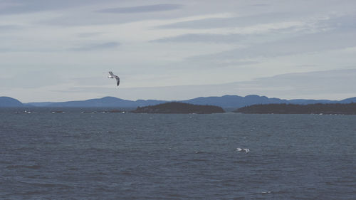 Seagull flying over lake against sky