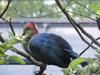 Close-up of bird perching on branch