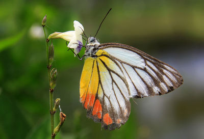 Colored butterfly feeding on flower in tropical summer