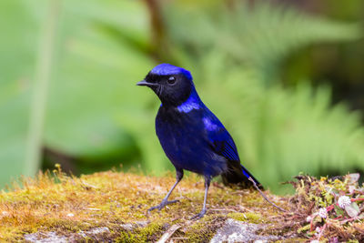 Close-up of bird perching on a field