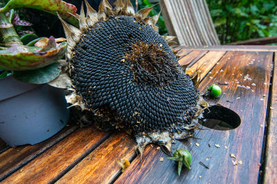 High angle view of insect on wood