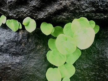 High angle view of plant