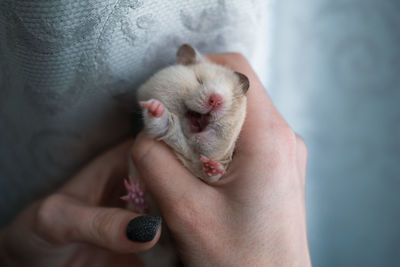 Close-up of hand holding baby